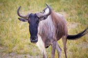 Blue Wildebeest