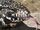 Argentine Black and White Tegu