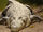 Saltwater Crocodile