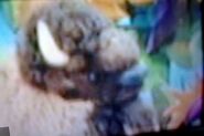 Custer-the-bison.jpg (116 KB)