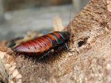 Madagascar Hissing Cockroach