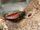 Madagascar Hissing Cockroach