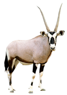 Animals United Oryx