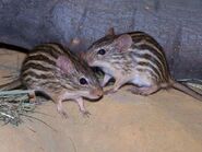 Striped Grass Mouse as White-Footed Mouse