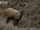 Siberian Musk Deer