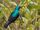 Malagasy Sunbird