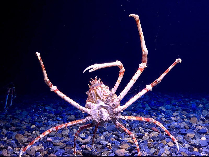 Japanese Spider Crab | Animals Wiki | Fandom