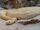 Western Diamondback Rattlesnake
