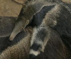 Giant Anteater, Adopt Me! Wiki