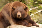 Cinnamon Black Bear