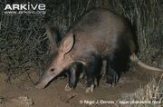 Aardvark (Animals)
