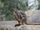 Yellow-footed Rock Wallaby