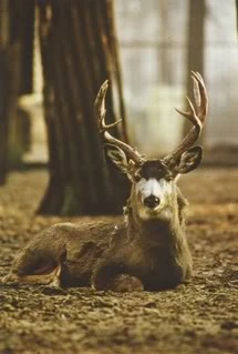 Mule Deer | Animals Wiki | Fandom