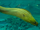 Green Moray