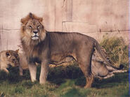 Panthera-leo-roosevelti