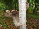 Brown-Throated Sloth