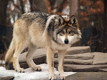 Grey wolf mexico