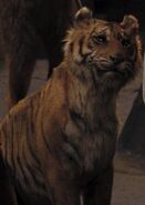 Tiger-the-chronicles-of-narnia