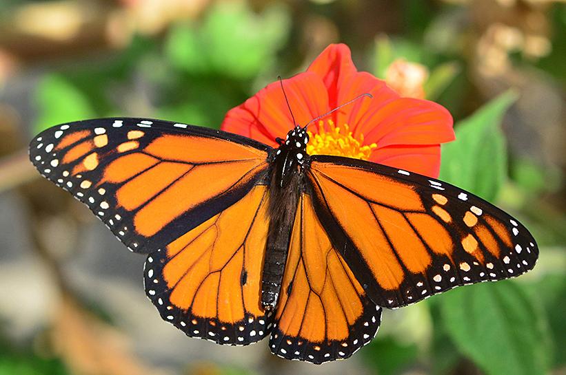 Monarch Butterfly – Curious Critters