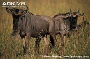 Wildebeest, Blue (1)