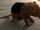Black and Rufous Elephant Shrew
