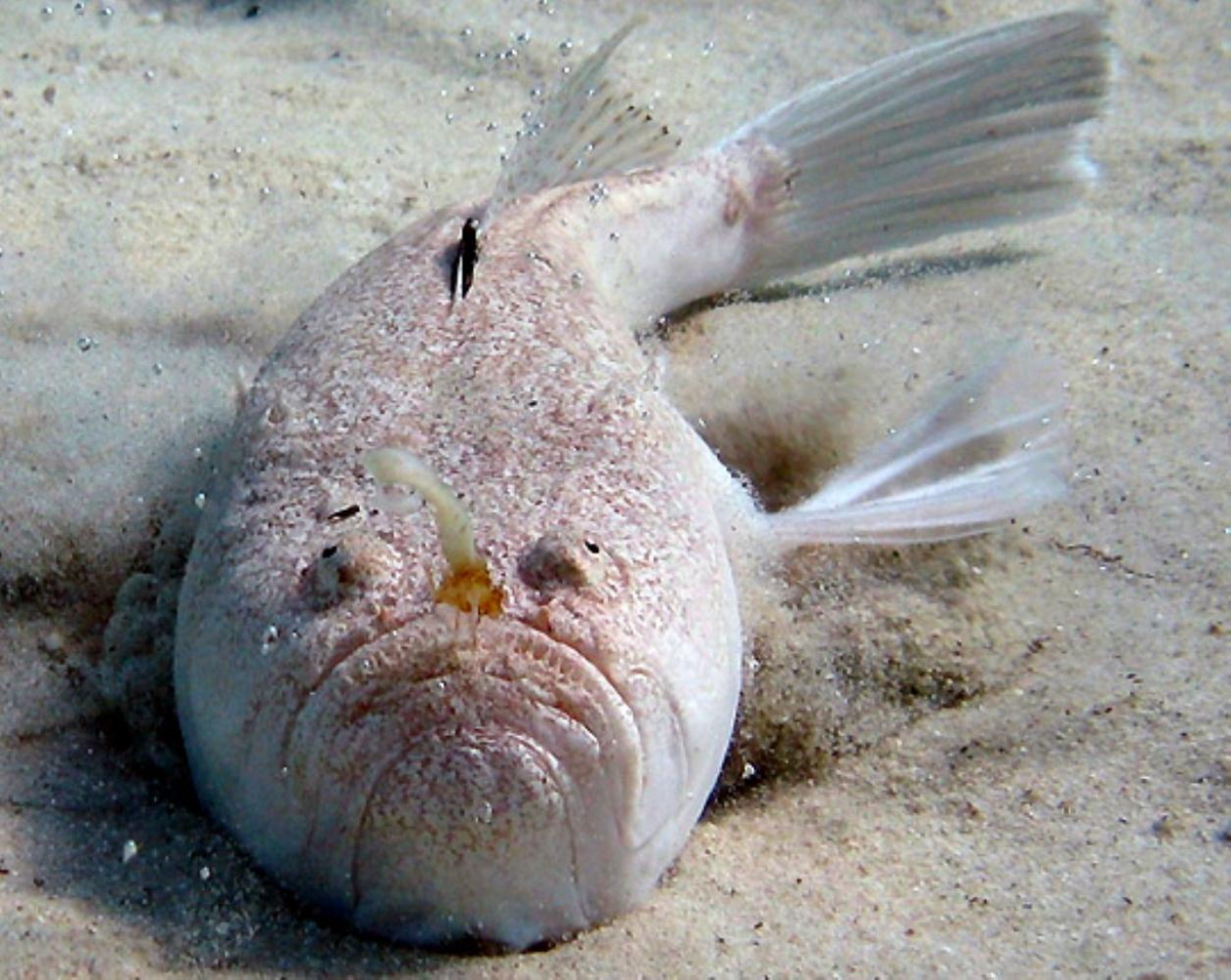 Fotos de peces raros Deep sea creatures, Sea creatures, Deep sea