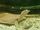Spiny Softshell Turtle