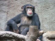 Common Chimpanzee