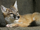 Swift Fox