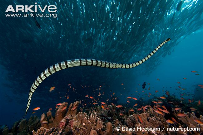 File:Laticauda colubrina (Zamboanguita).jpg - Wikipedia