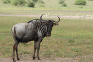 Blue Wildebeest as P.T. Flea