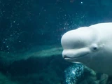 Beluga