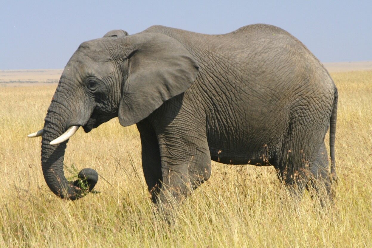 African Bush Elephant | Animals Wiki | Fandom