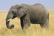 Male African Bush Elephant as Flik