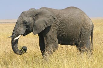 African Bush Elephant Animals Wiki Fandom