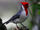 Red-crested Cardinal