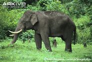 Indian-elephant-bull