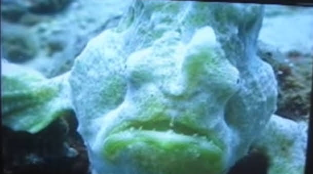 Dwarf Frogfish | Animals Wiki | Fandom