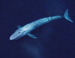 Ocean Animals Alphabet | Animals Wiki | Fandom Ocean Animals Alphabet | Animals Wiki | Fandom