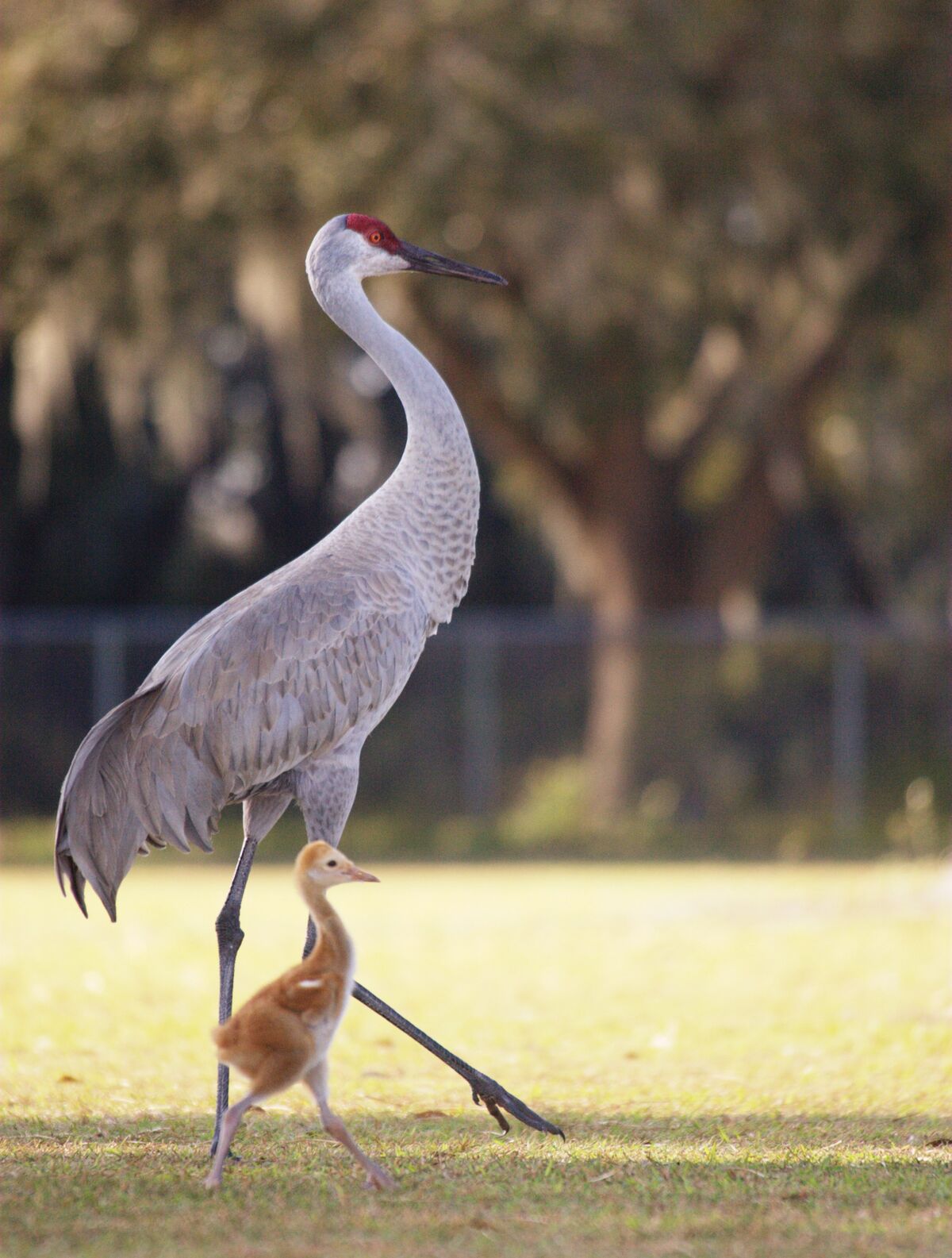 Lesser Sandhill Crane, Animals Wiki