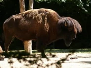 Bison-bison-bison2.jpg (25 KB)