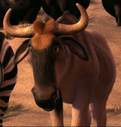 Blue Wildebeest