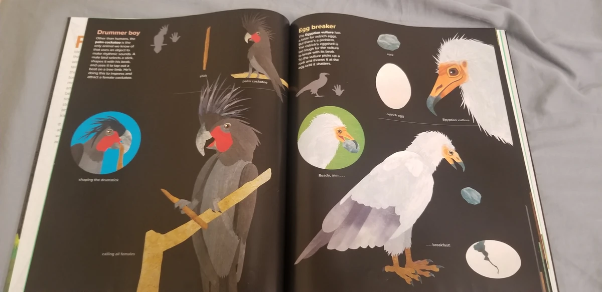 list-of-species-in-the-animal-toolkit-animals-wiki-fandom