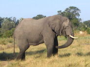 African Bush Elephant as Thorny