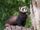 European Polecat