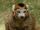 Crowned Lemur