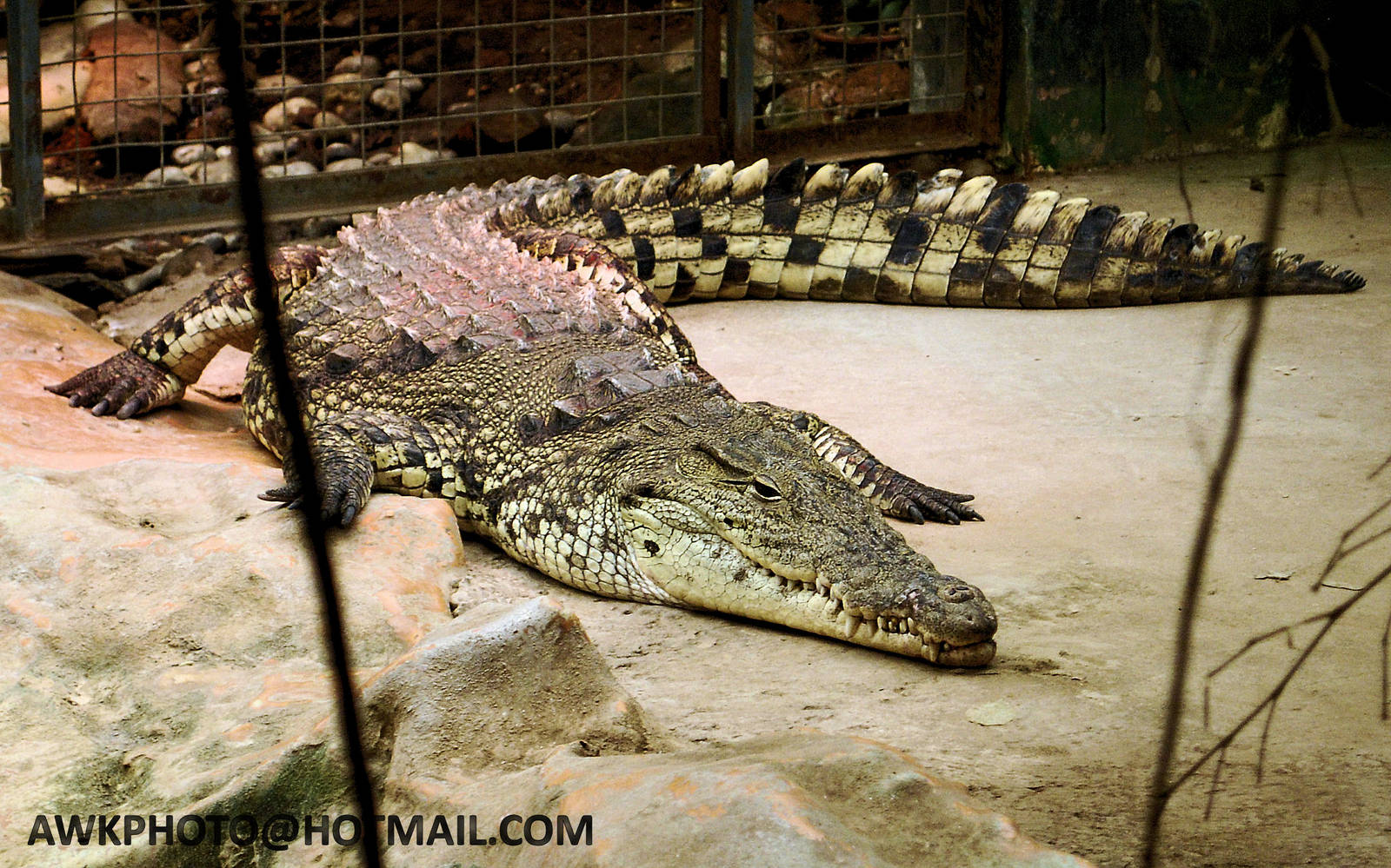 Nile Crocodile | Animals Wiki | Fandom