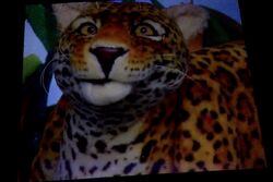 Jaguar | Animals Wiki | Fandom