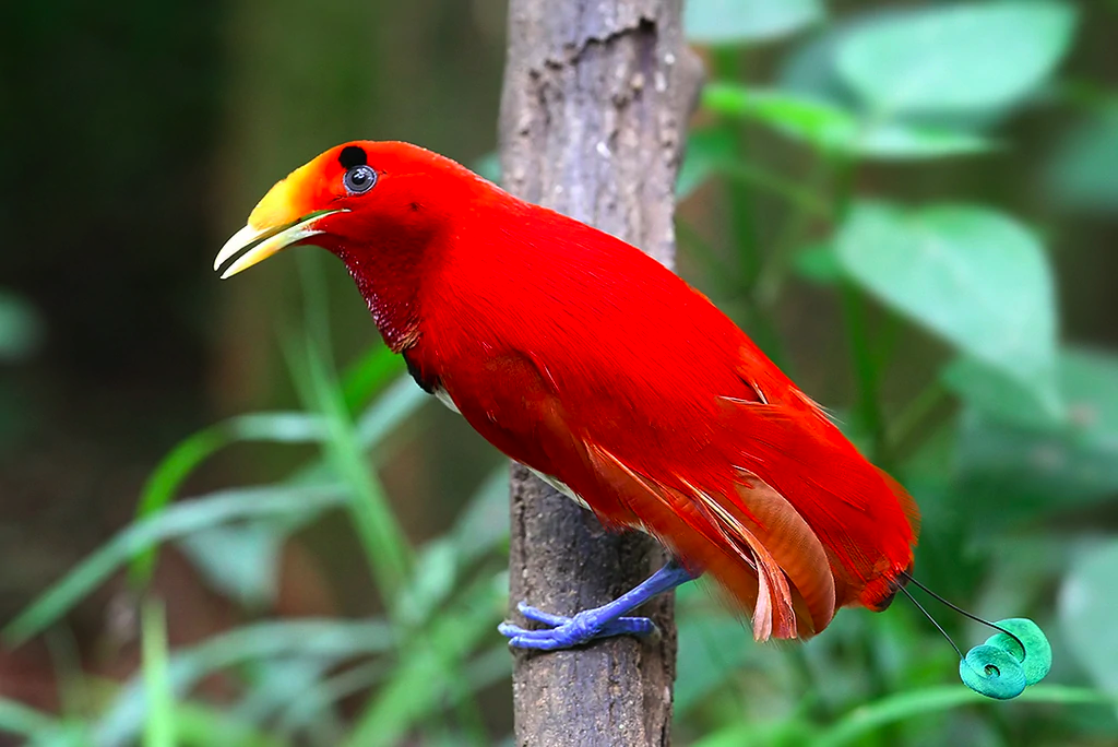 Birds of paradise. Cicinnurus Regius. Красная шилоклювая Райская птица. Королевская Райская птица Вилсона. Гольдиева Райская птица.