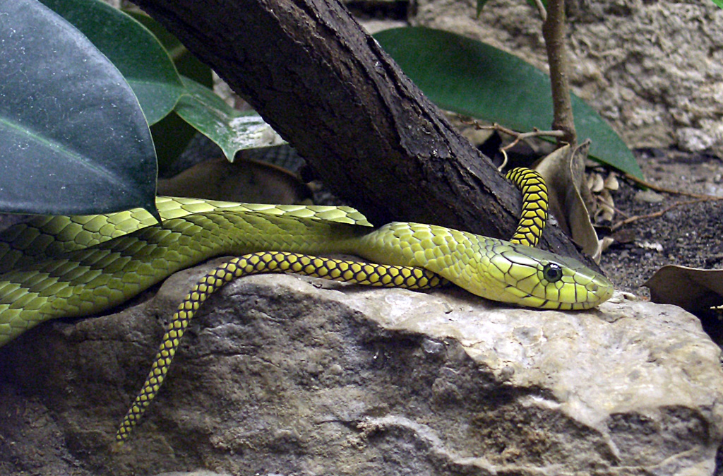 Змея 1 выпуск. ДЕНДРОАСПИС виридис. Змея Dendroaspis viridis. Зеленая мамба. Мамба viridis.